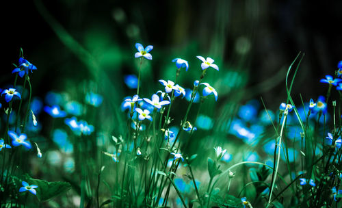 Close-up of purple flowers blooming in field