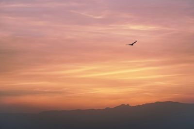 Silhouette bird flying in sky during sunset