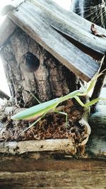 Close-up of lizard