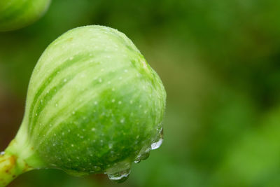 Close-up of water drops on fruit