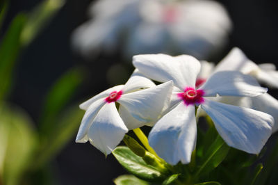 Close-up of white flowering plant