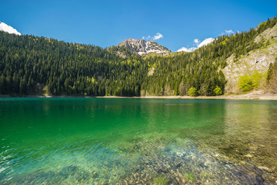 Scenic view of lake by trees against blue sky