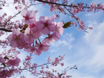 Low angle view of cherry blossoms against sky