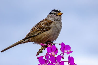 Bird perched