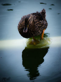 Close-up of duck swimming in lake