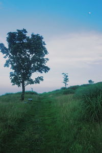 Trees on landscape against sky