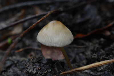 Close-up of mushroom growing on field