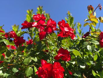 Close-up of red flowers blooming against sky