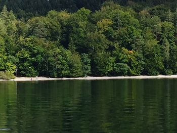 Reflection of trees in lake