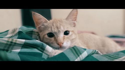 Close-up portrait of a cat