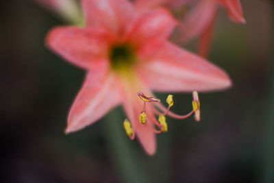 Close-up of pink flowering plant