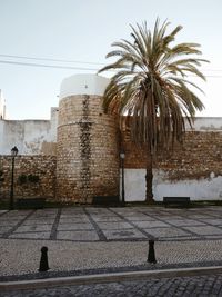 Palm trees and buildings against sky