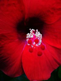 Macro shot of hibiscus flower