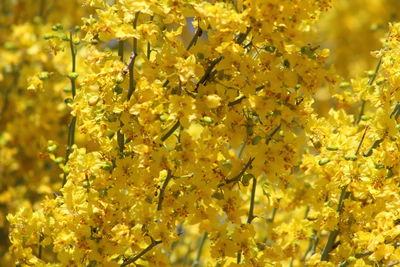 Full frame shot of yellow flowers