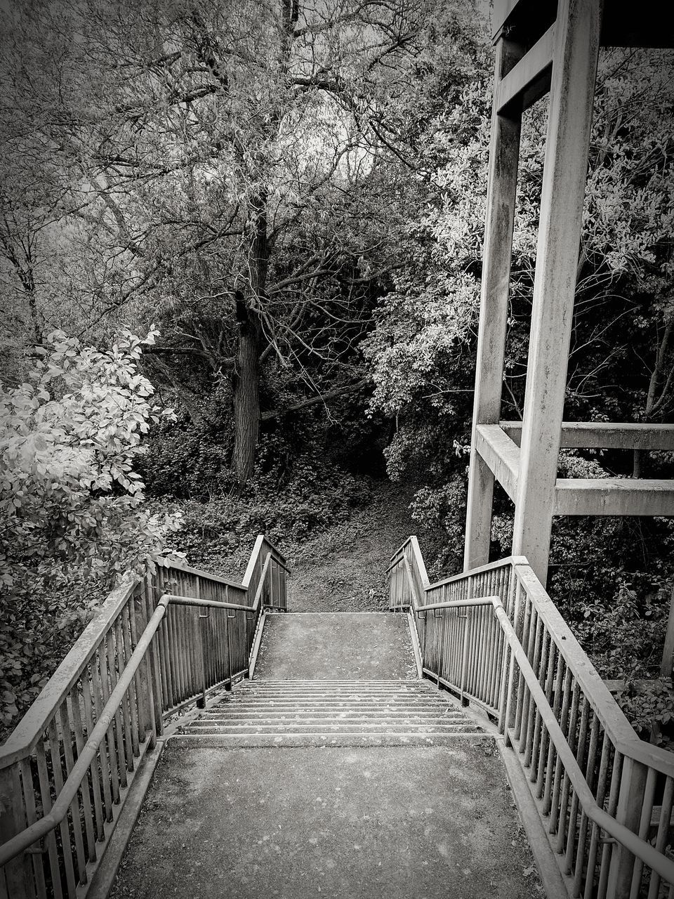 STAIRCASE IN FOREST