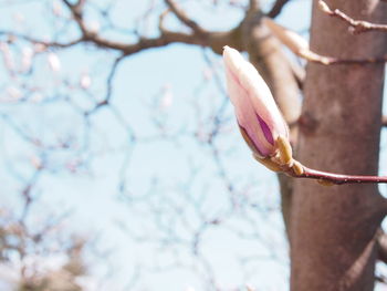 Close-up of pink flowers blooming on tree