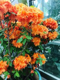 Close-up of orange flowers blooming outdoors