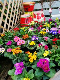 Close-up of multi colored flowers blooming in potted plant