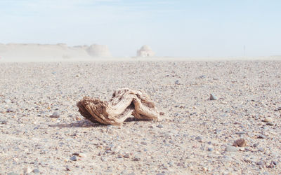 Shells on sand at beach against sky