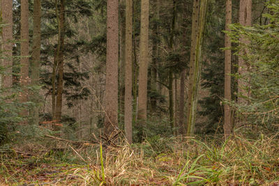 Pine trees in forest