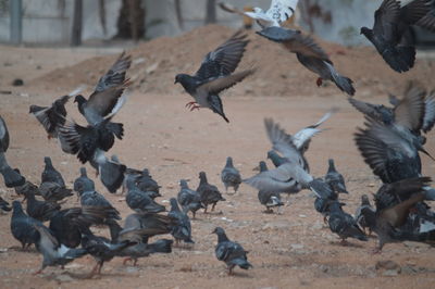 Flock of birds at beach