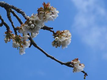 Low angle view of cherry blossom tree