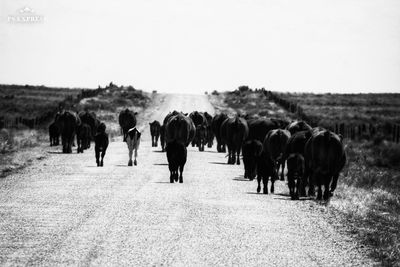 Rear view of horses walking on field