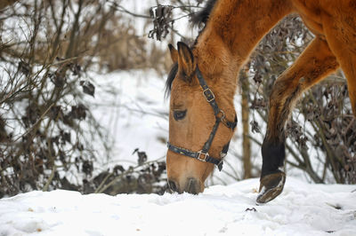 Horse on snow covered field