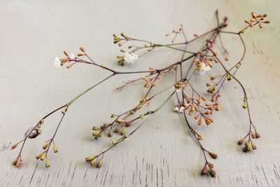 Close-up of flowers on branch