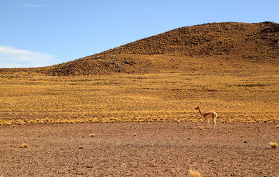 View of lizard on land