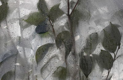 Close-up of water drops on white surface