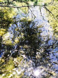 High angle view of trees by lake