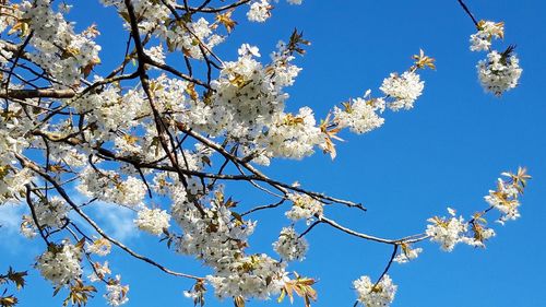 Low angle view of cherry blossom against blue sky