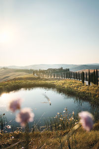 Scenic view of lake and a cypress tree alley in golden hour warm light, tuscany, italy