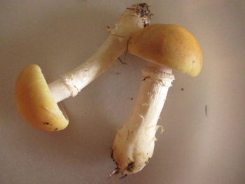 Close-up of apple on table against white background
