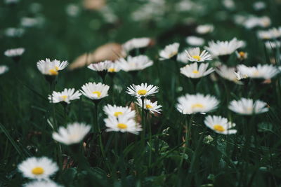 Close-up of white daisy flowers on field