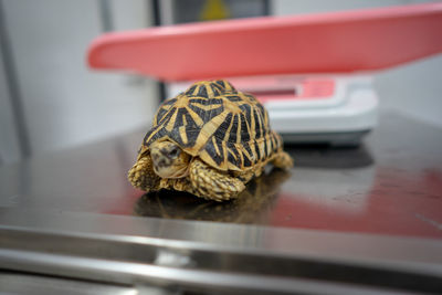 Close-up of tortoise on metal