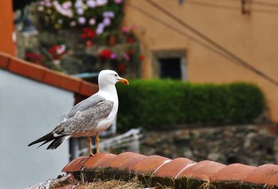 Close-up of bird perching on retaining wall