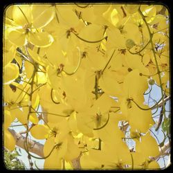 Close-up of yellow flowers hanging on tree