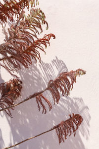 High angle view of plant against whitewashed wall