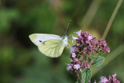 Close-up of butterfly pollinating on purple flower