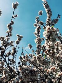 Low angle view of cherry blossom against sky