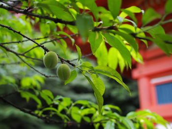 Low angle view of fruits on tree