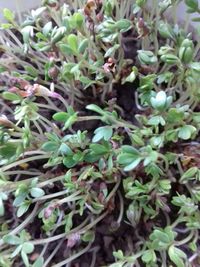 High angle view of plants