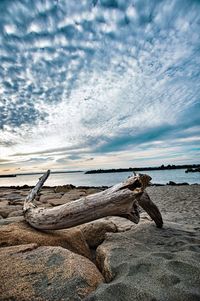 Driftwood on beach by sea against sky