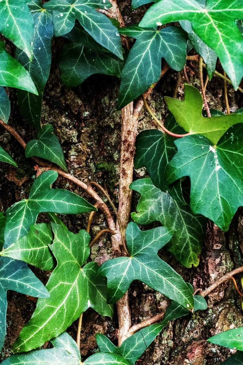 HIGH ANGLE VIEW OF GREEN PLANT ON FIELD