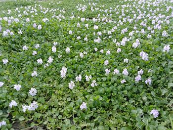 High angle view of white flowering plants on field