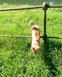 Dog looking away on field