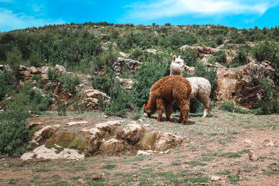 Alpacas standing on field