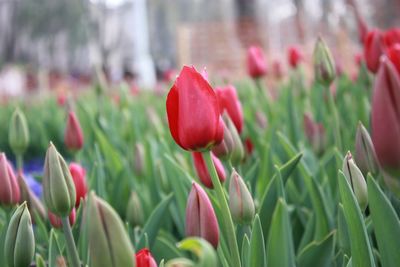 Close-up of red tulip flowers on field